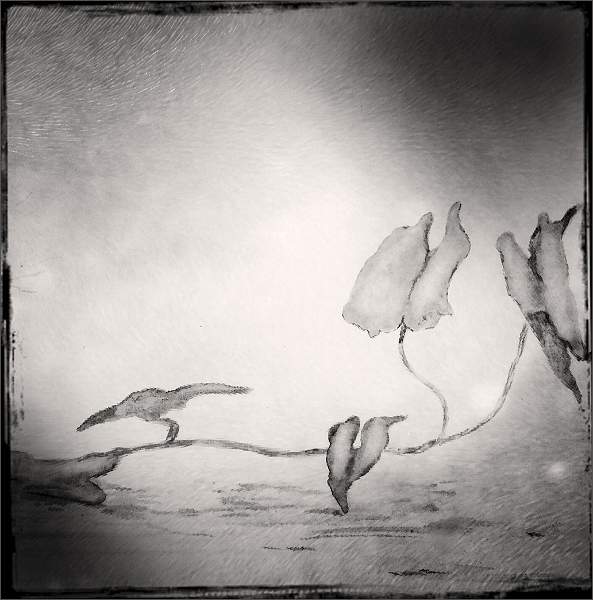 Faded Vine - Roy Essery.jpg